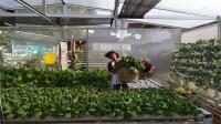 GREENS bangun pertanian berkelanjutan di Indonesia