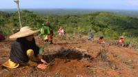 Reboisasi 33.800 bibit pohon, Telkom dukung pemulihan lahan kritis