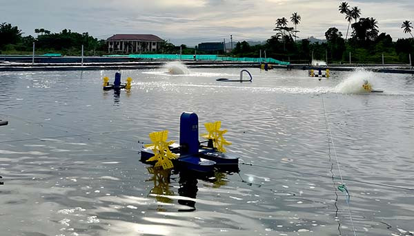 Aquarev dorong modernisasi tambak udang via digitalisasi
