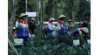GeO-Fert PGE tingkatkan produktivitas petani Kamojang